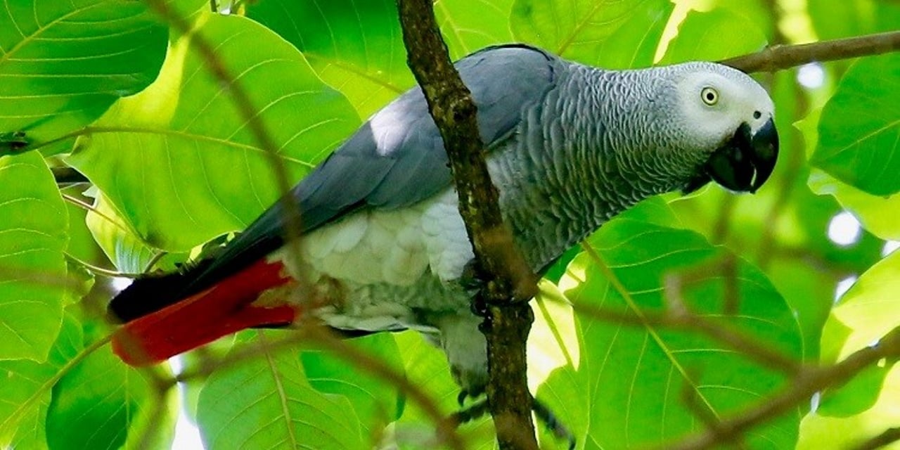 An African grey parrot in Entebbe Botanical Gardens, Uganda