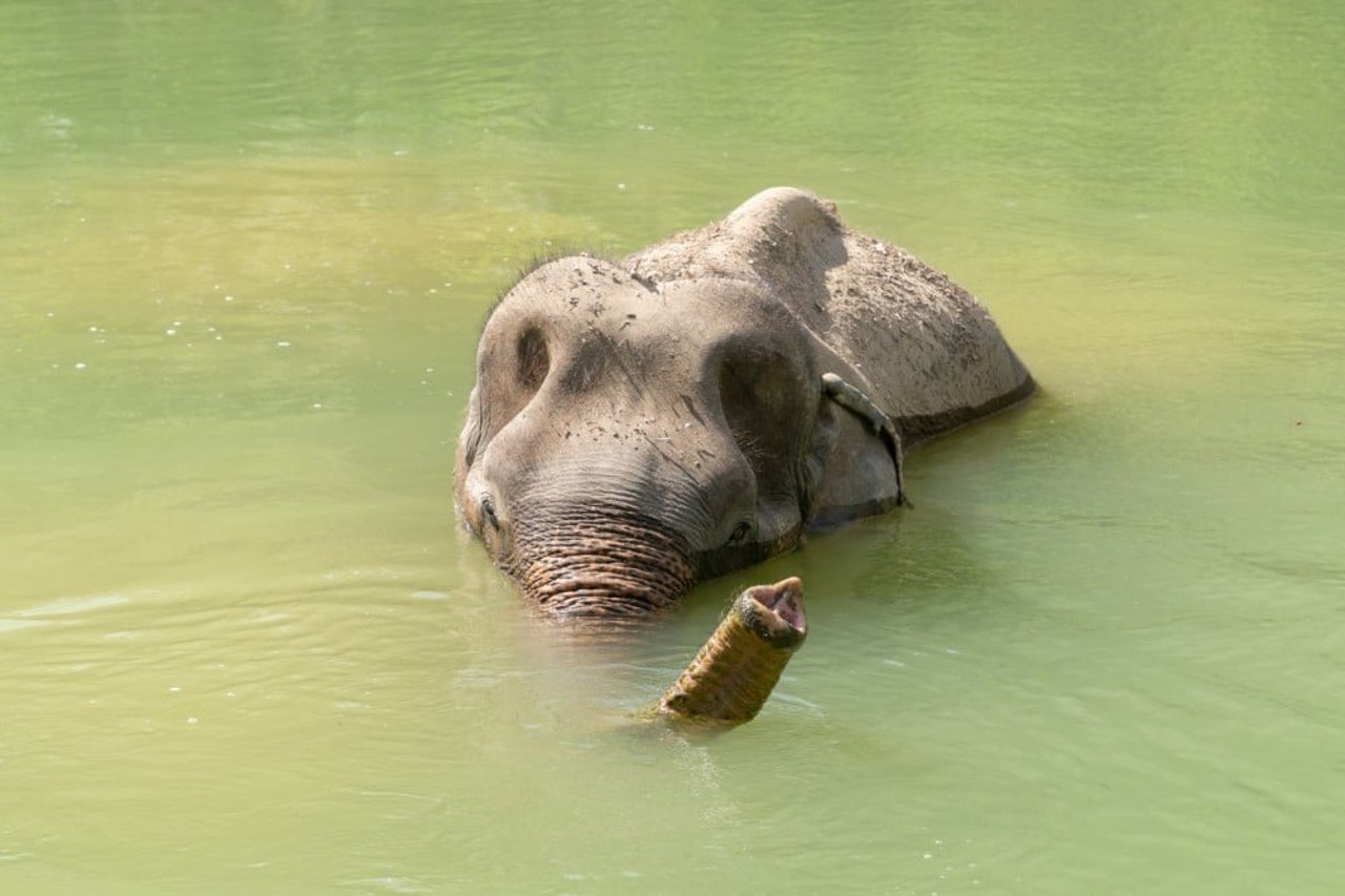 Sow the elephant swimming