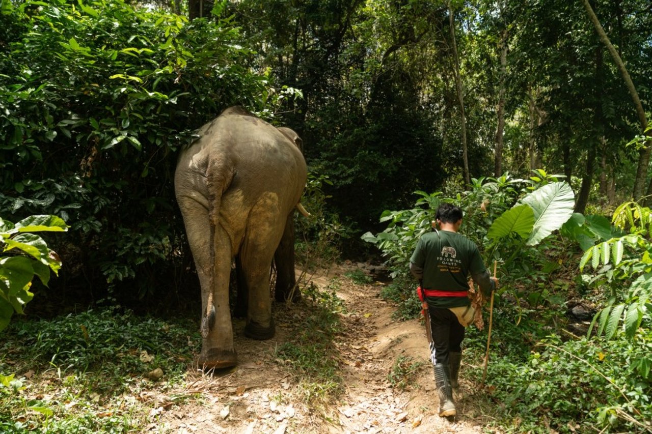 Chok the elephant at Following Giants elephant-friendly venue - World Animal Protection