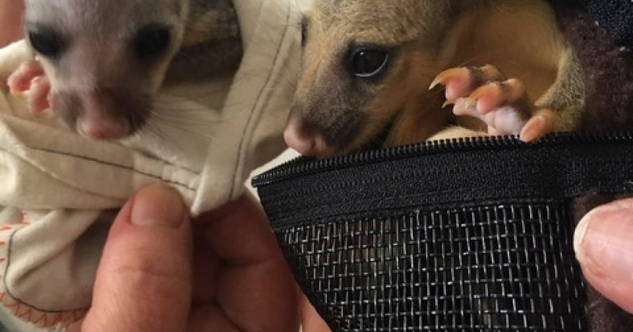 Brushtail possum infants from bushfires 2020 – Ash and friend