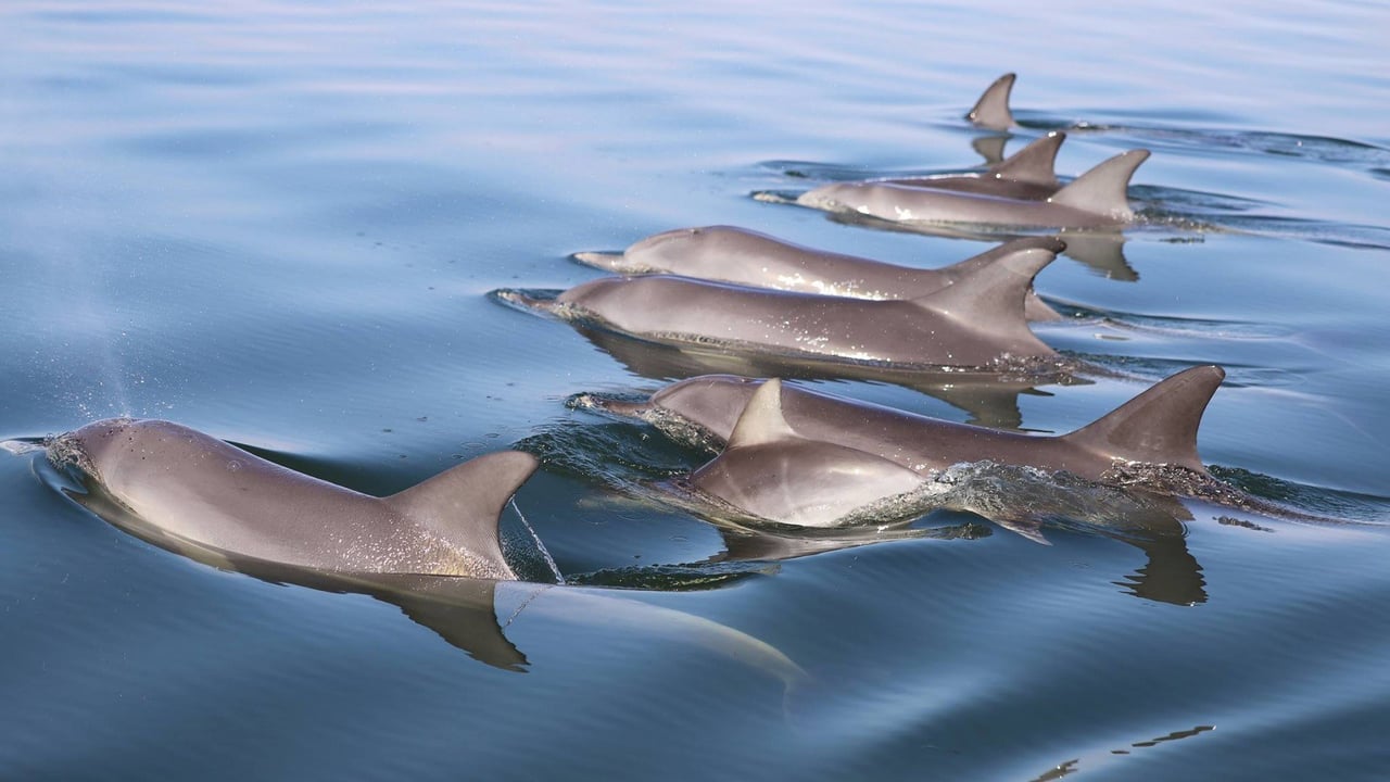 A pod of wild dolphins swimming in Mandurah, Western Australia.