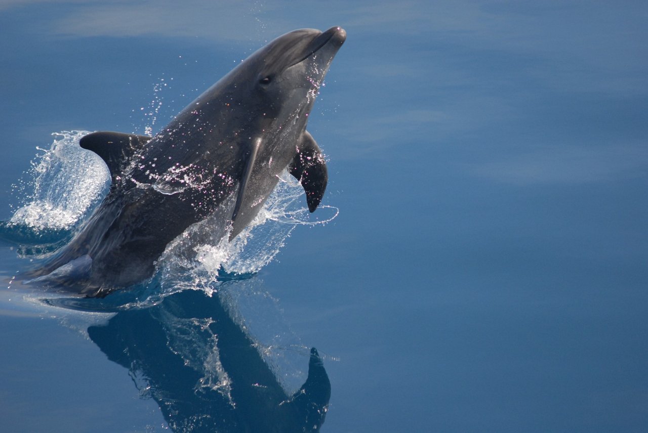 A pod of wild dolphins swimming in Mandurah, Western Australia.