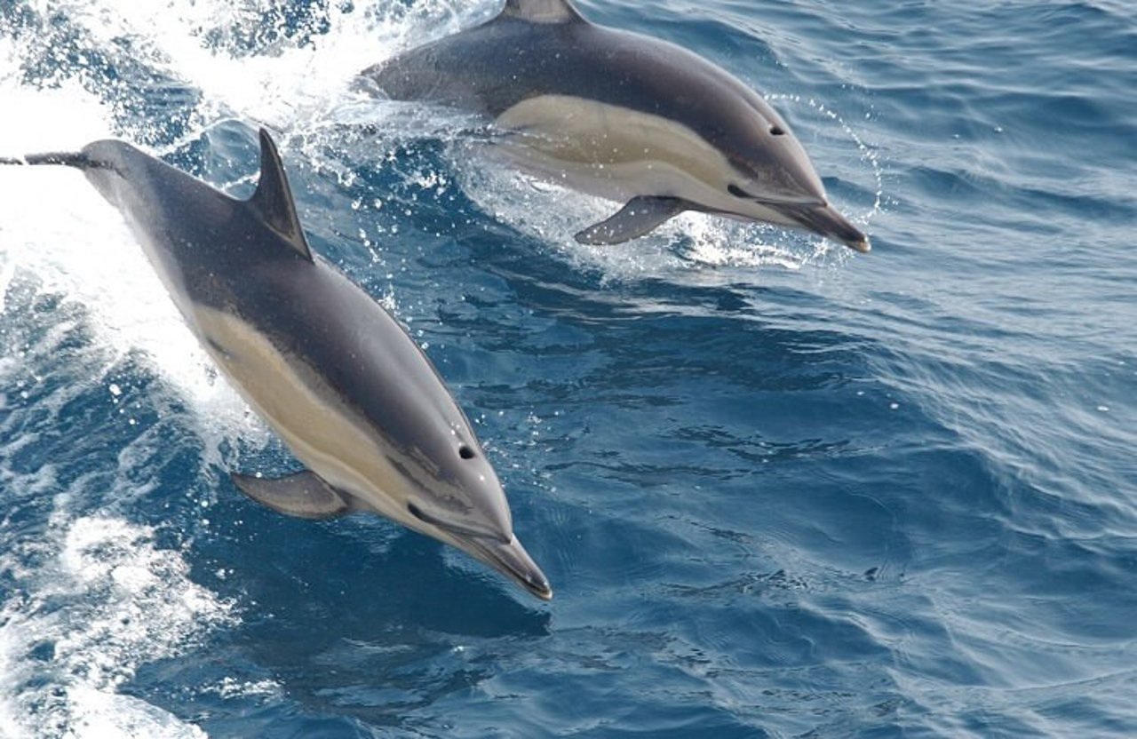A pod of wild dolphins swimming in Mandurah, Western Australia.
