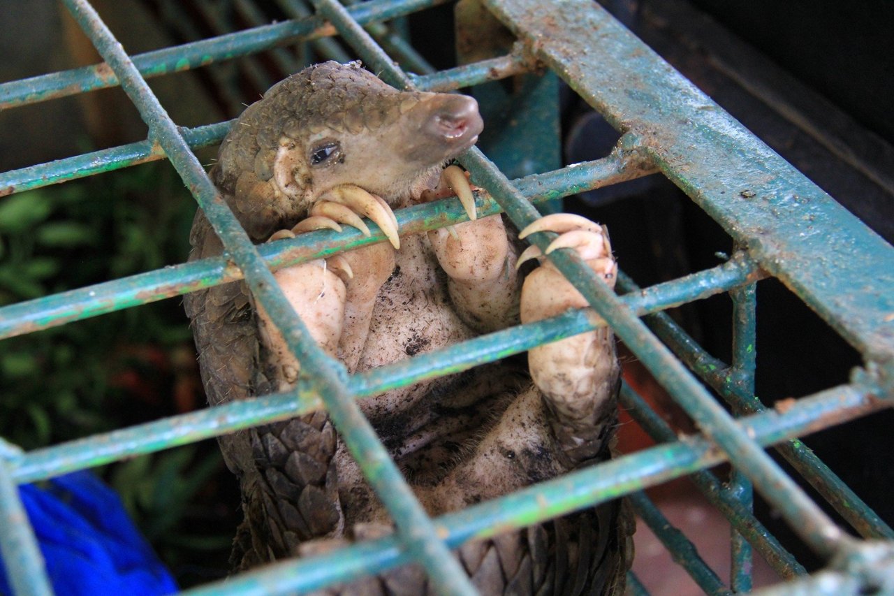 Caged pangolin in a market
