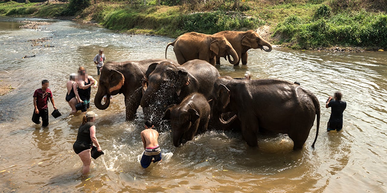 Chang Chill, Thailand. Credit Line: World Animal Protection / Vita Sun