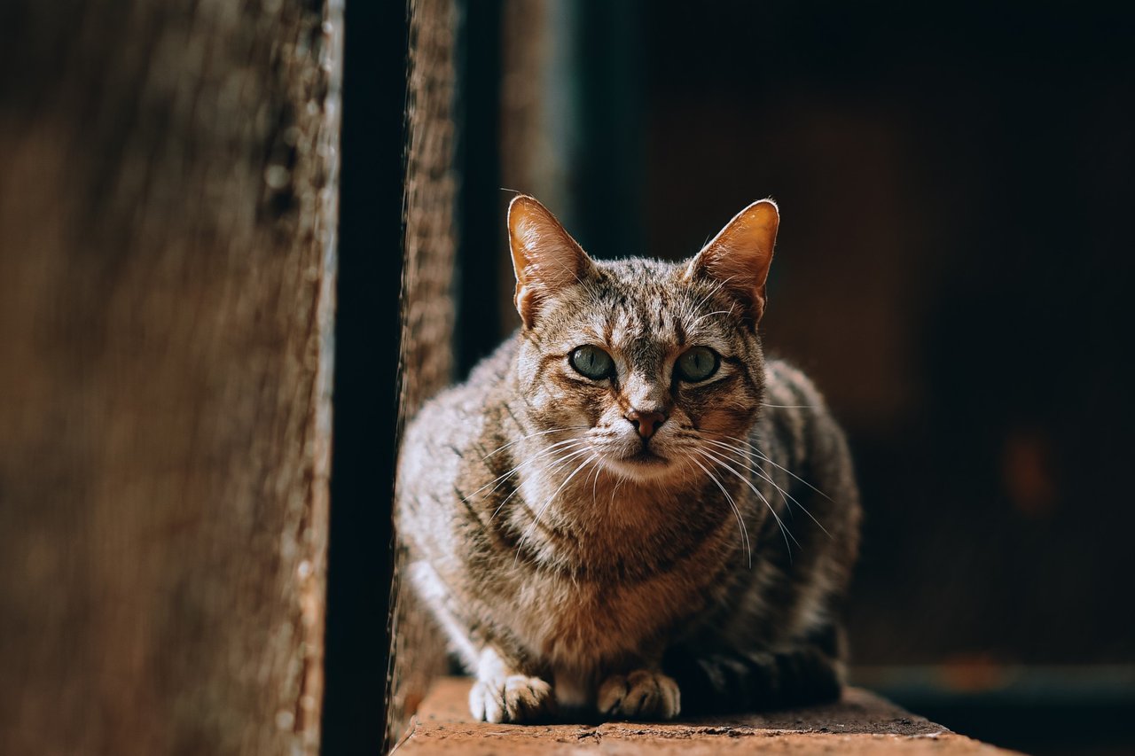 Rescue cat at home in Kenya.