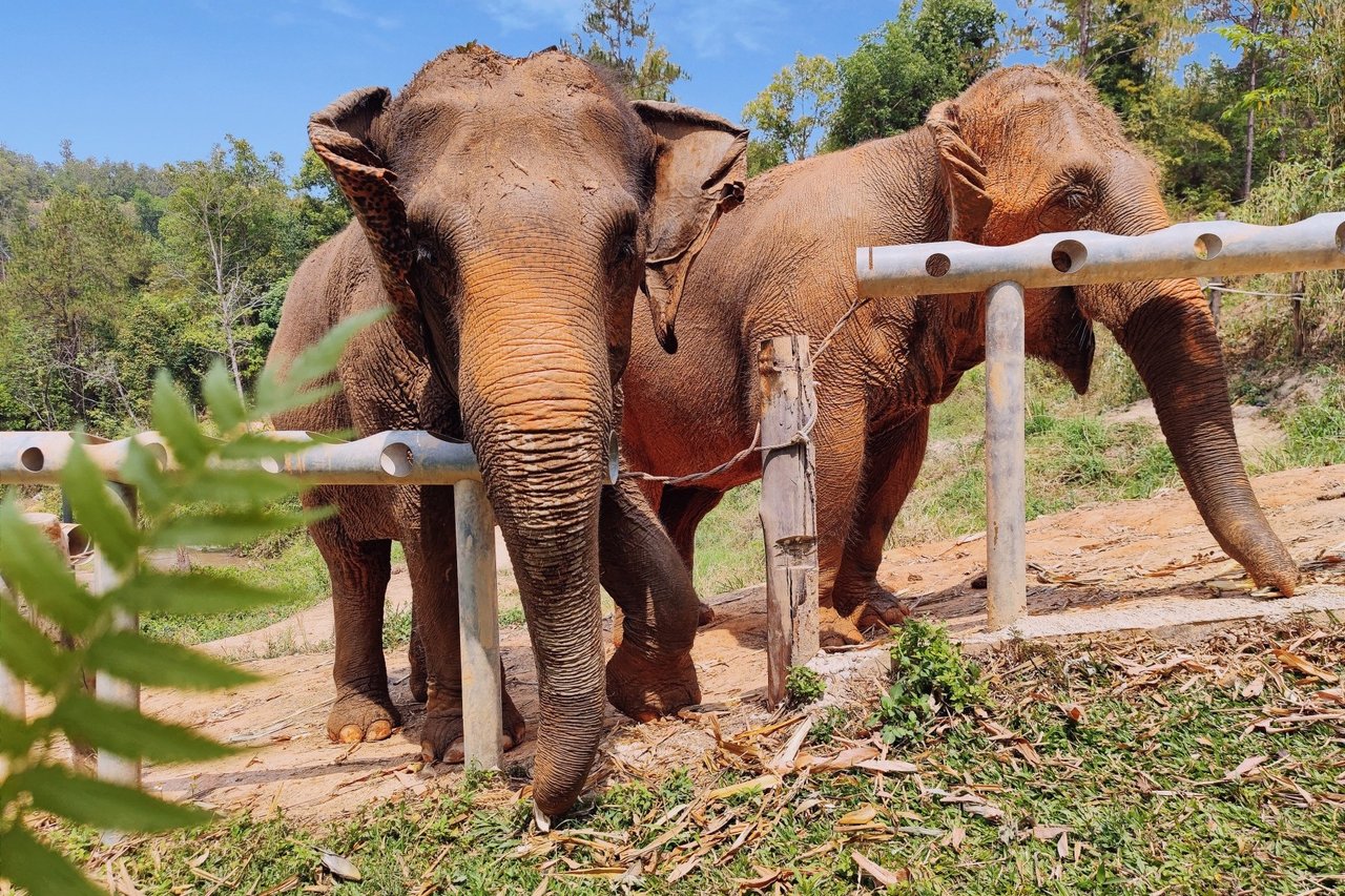 Chang Chill, Thailand. Credit Line: World Animal Protection / Vita Sun