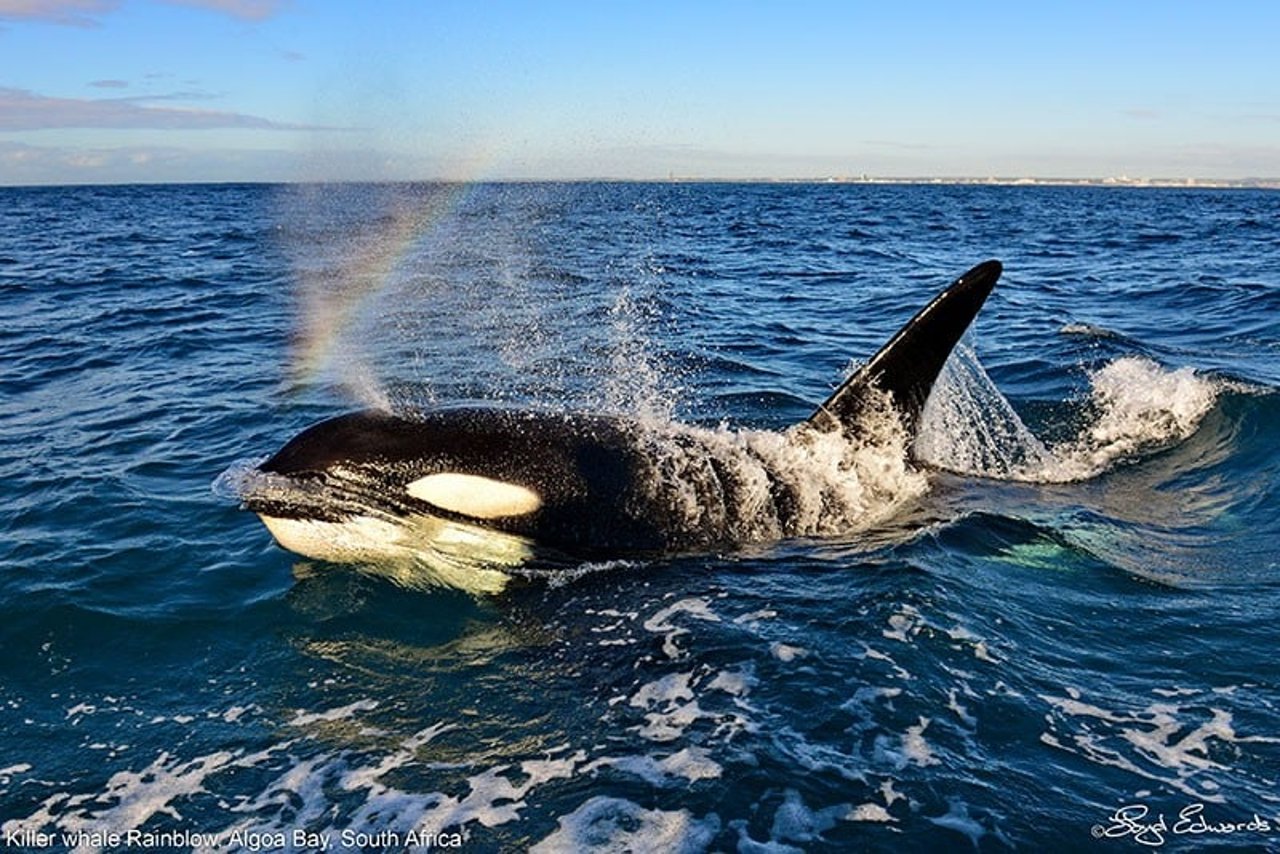 An orca swimming in the wild