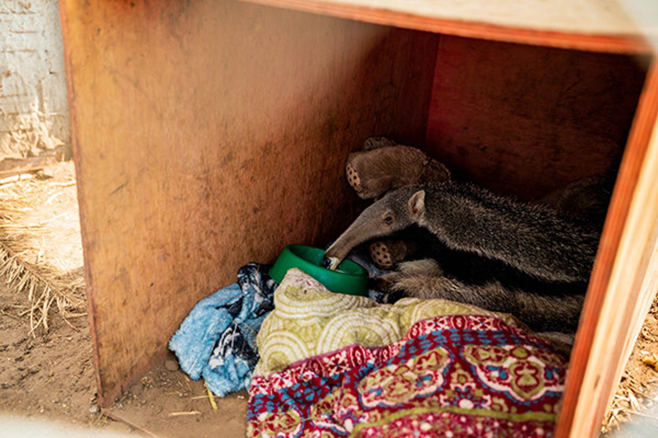 Baby giant anteater.