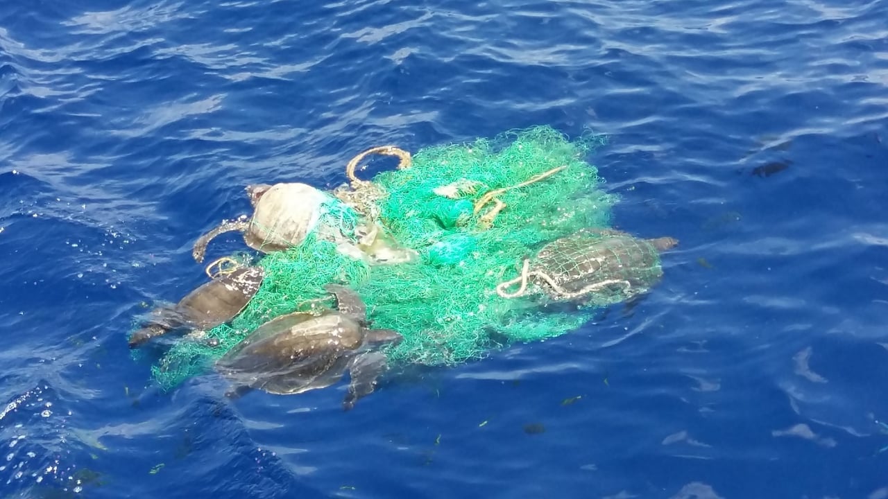 Sea turtles in a ghost net from Olive Ridley Project 