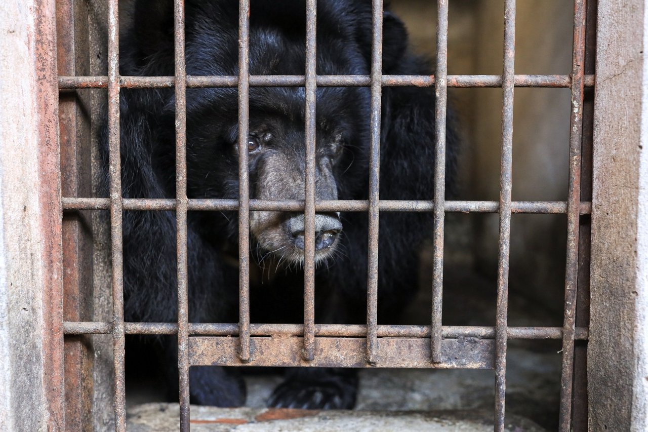 Nine bears rescued in Vietnam 