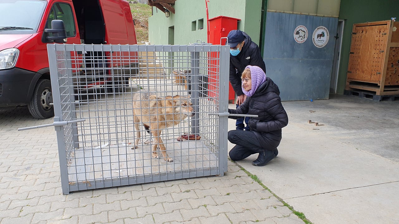 Ulven Elza ankommer til Libearty-reservatet i Rumænien