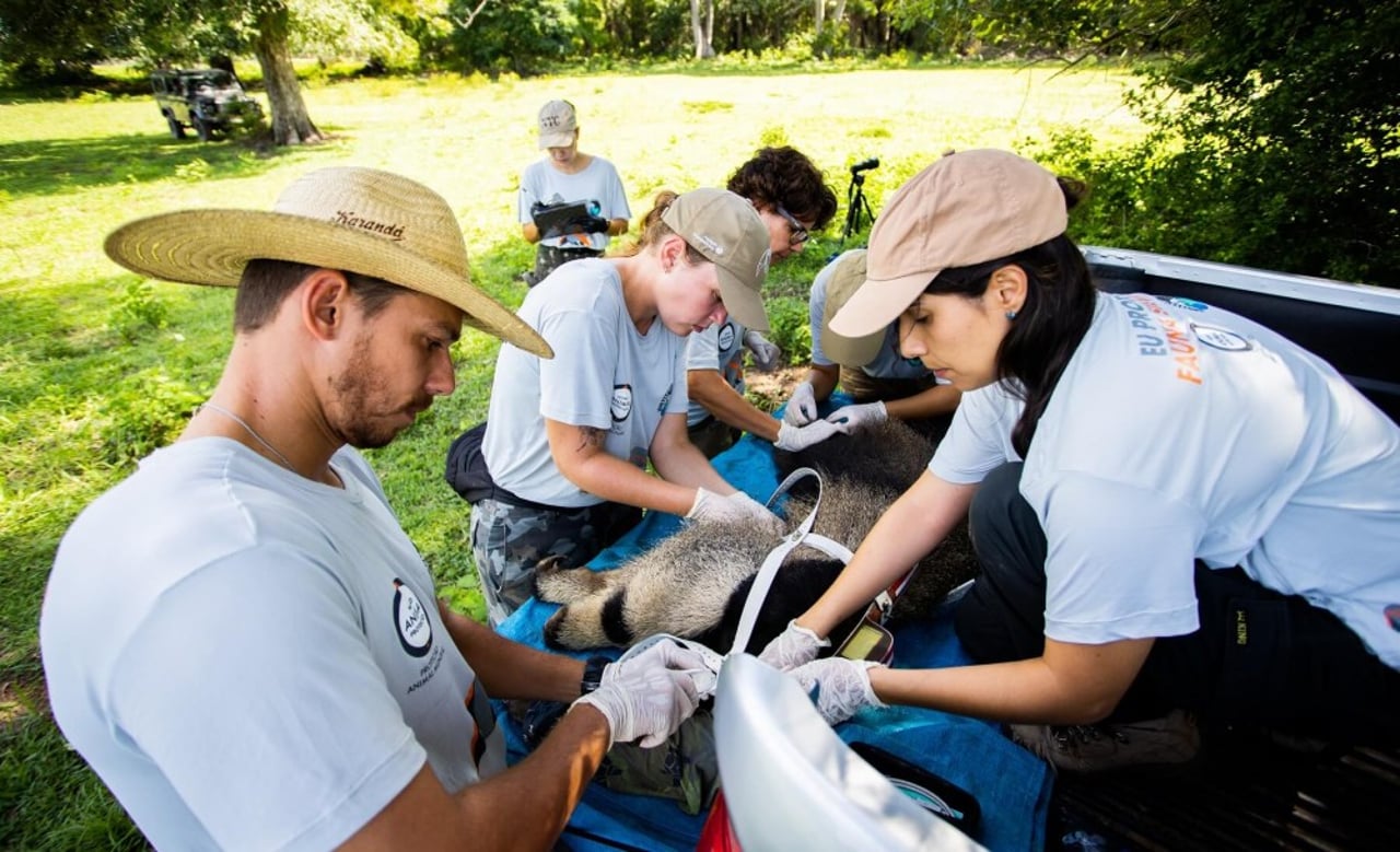 Cecilia and Darlan getting their radio collars placed on them