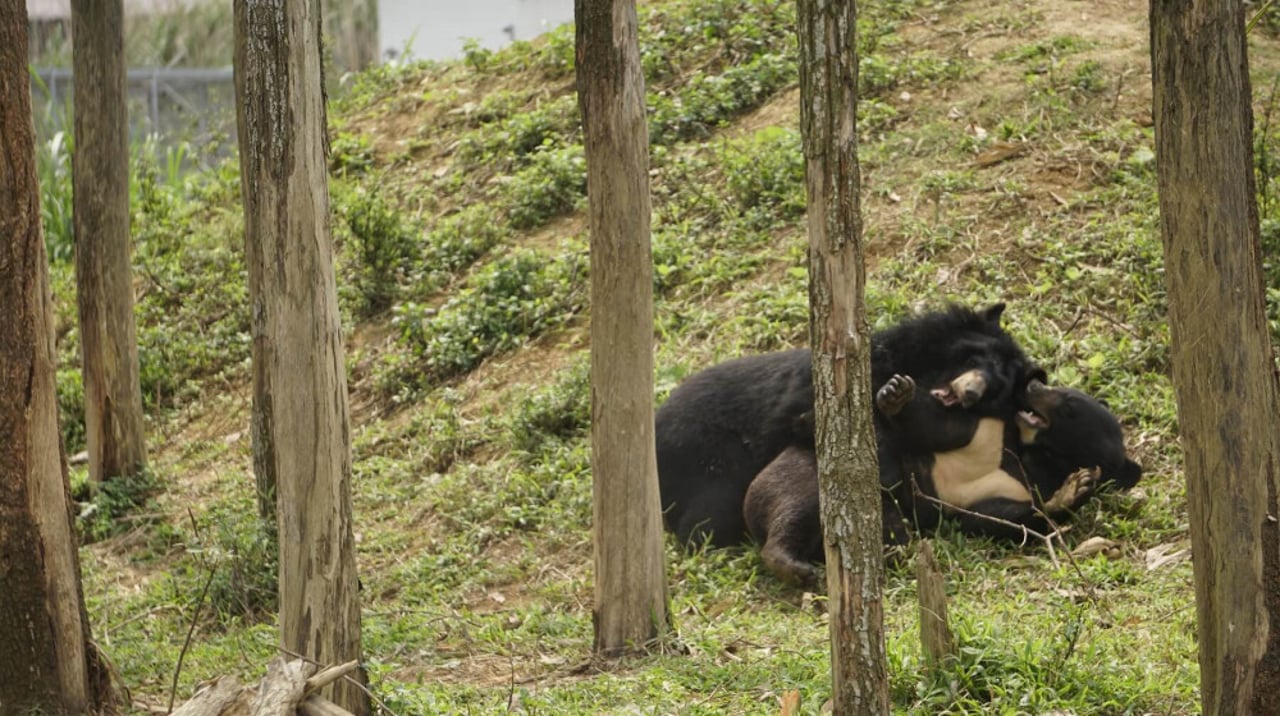 Cam and Mo in their forever home at the Four Paws International sanctuary in Ninh Binh. Credit: FOUR PAWS Vietnam