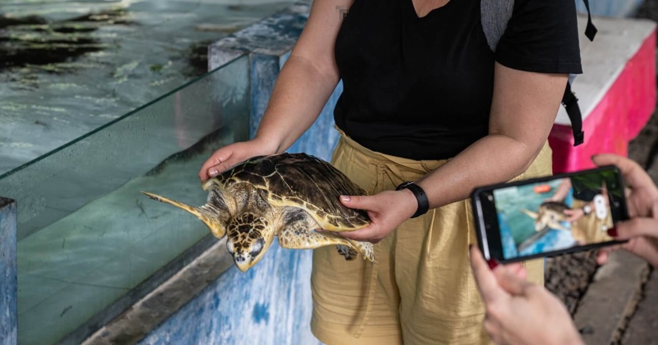  Fantasi Turtle Island. Credit: Andito Wasi