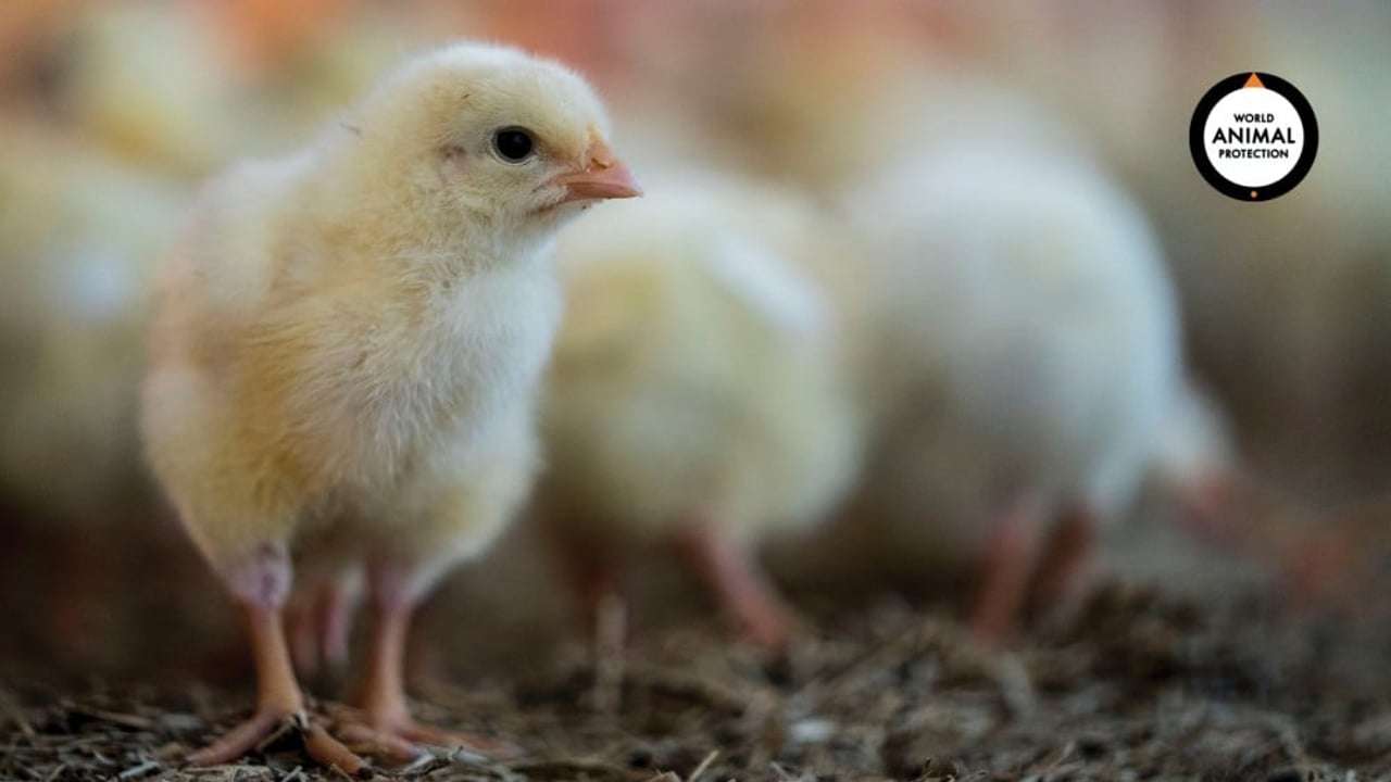 Chicken at high-welfare farm