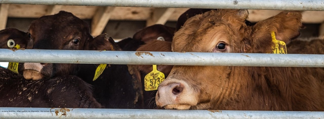 Live export cattle by We Animals Media 
