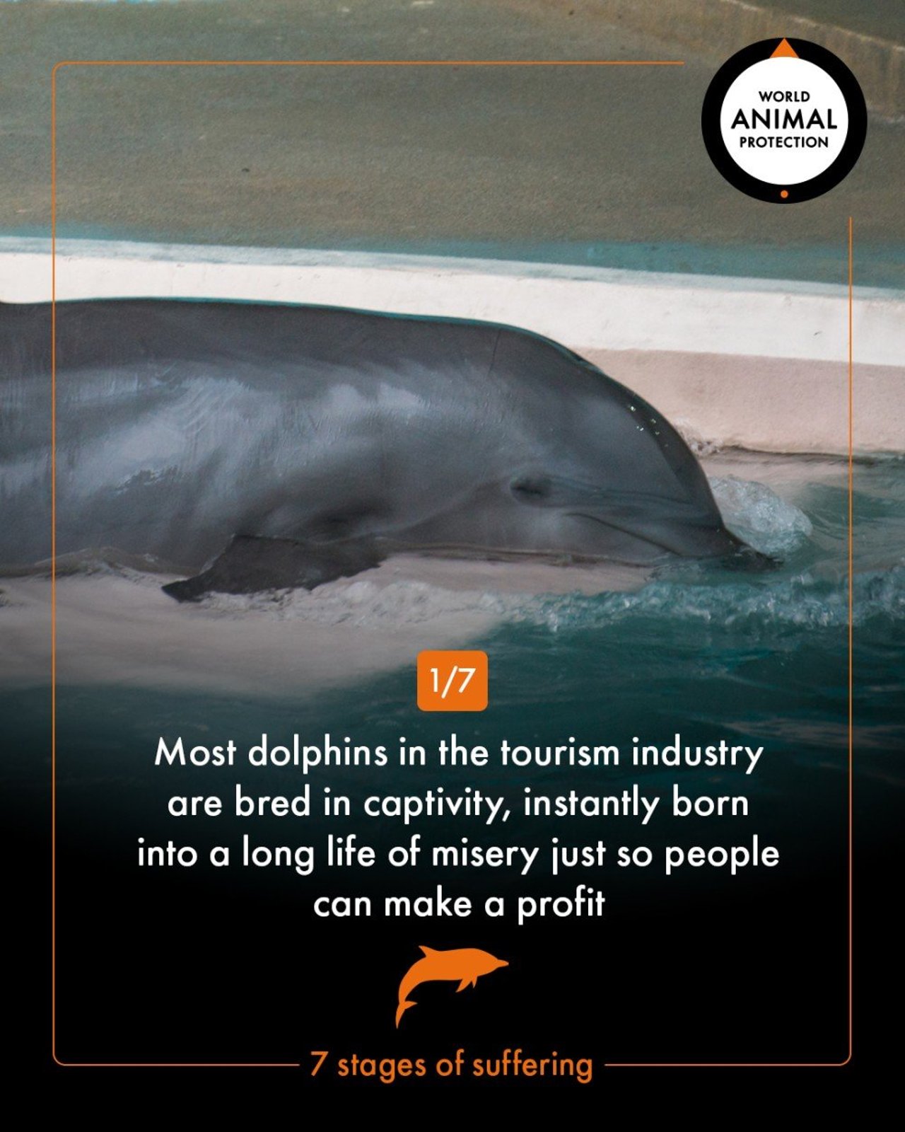 7 stages of dolphin suffering - World Animal Protection