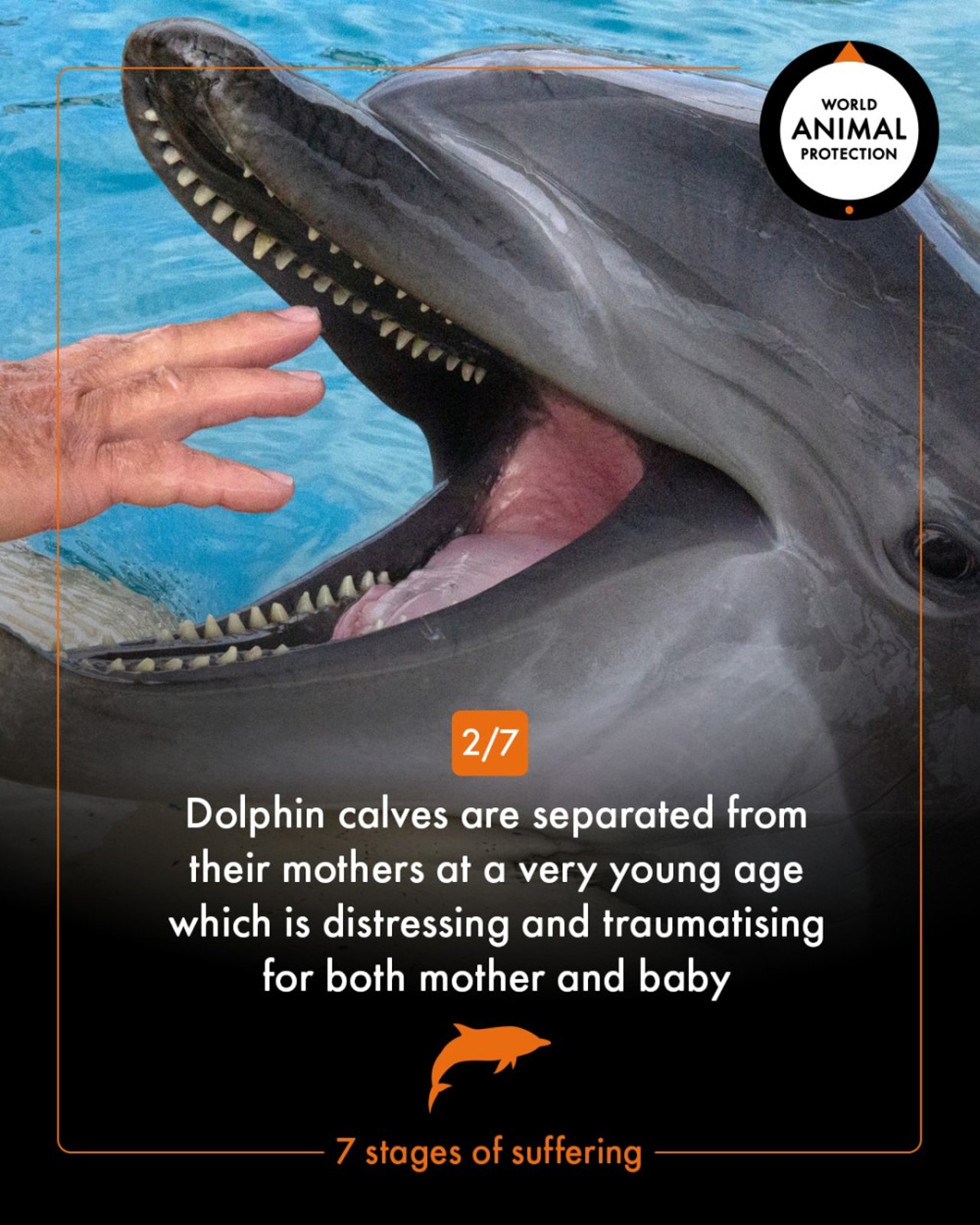 7 stages of dolphin suffering - World Animal Protection