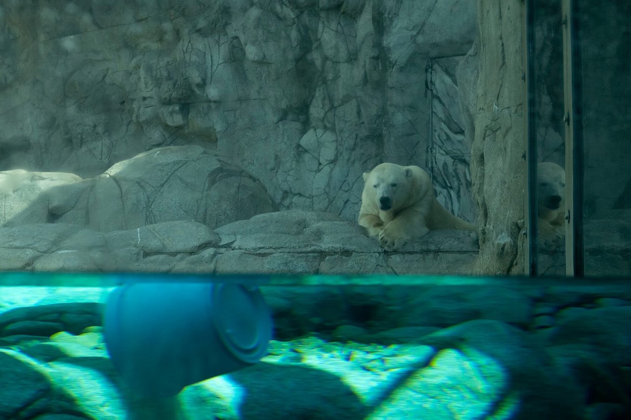 Polar bear at Sea World, Australia. Credit: Josh Wang