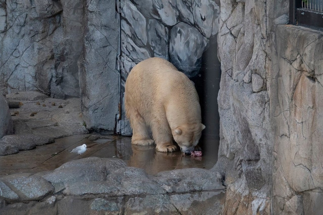 Polar bear at Sea World, Australia