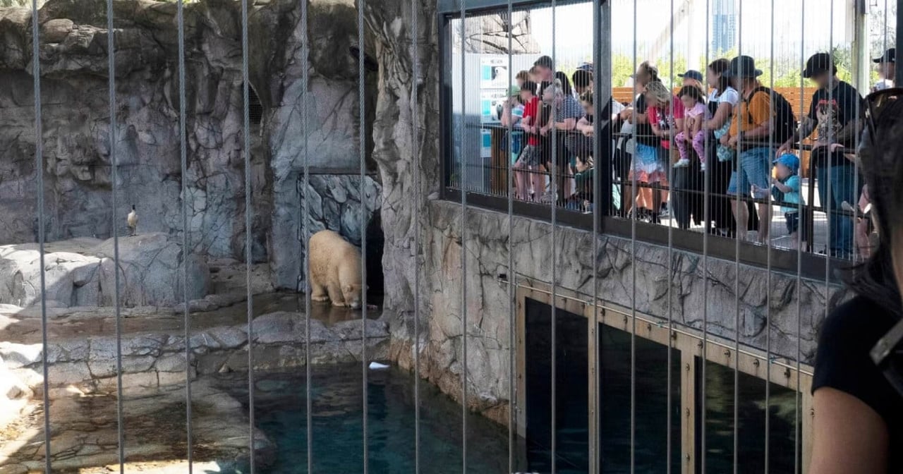 Polar bear at Sea World, Australia