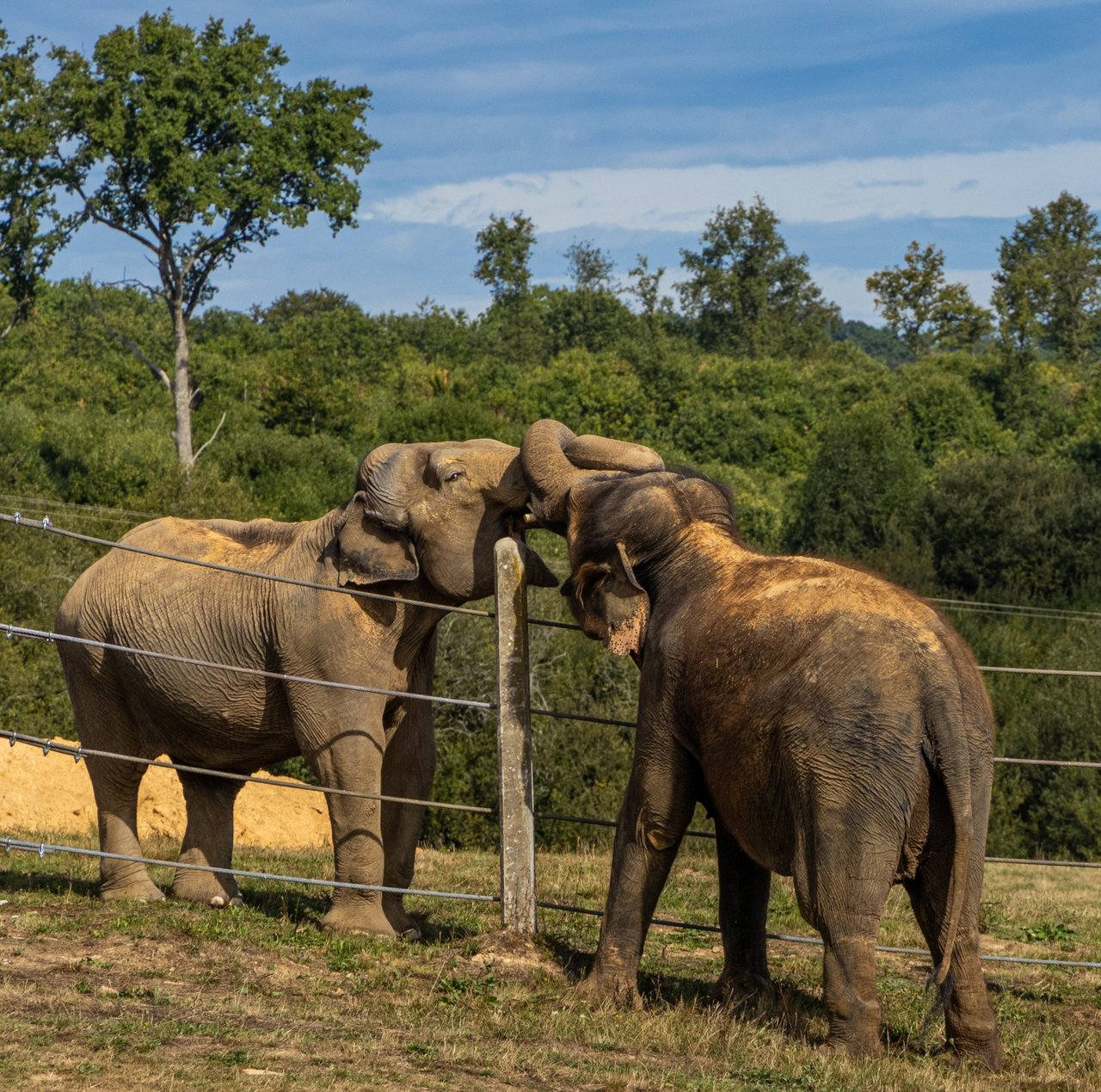 Elefant räddas från fångenskap