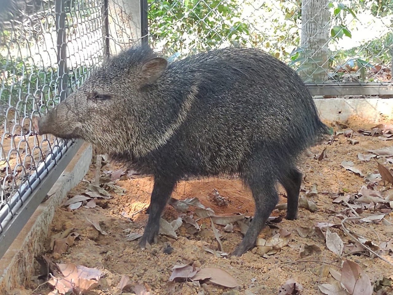 Baby the peccary. Credit: Wild animals care / UFMT SINOP