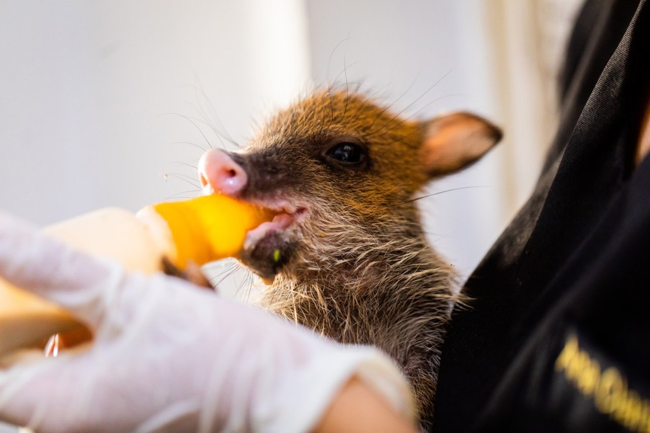 Baby, a rescued peccary at the Ecótono Institute in Brazil, is bottle-fed.