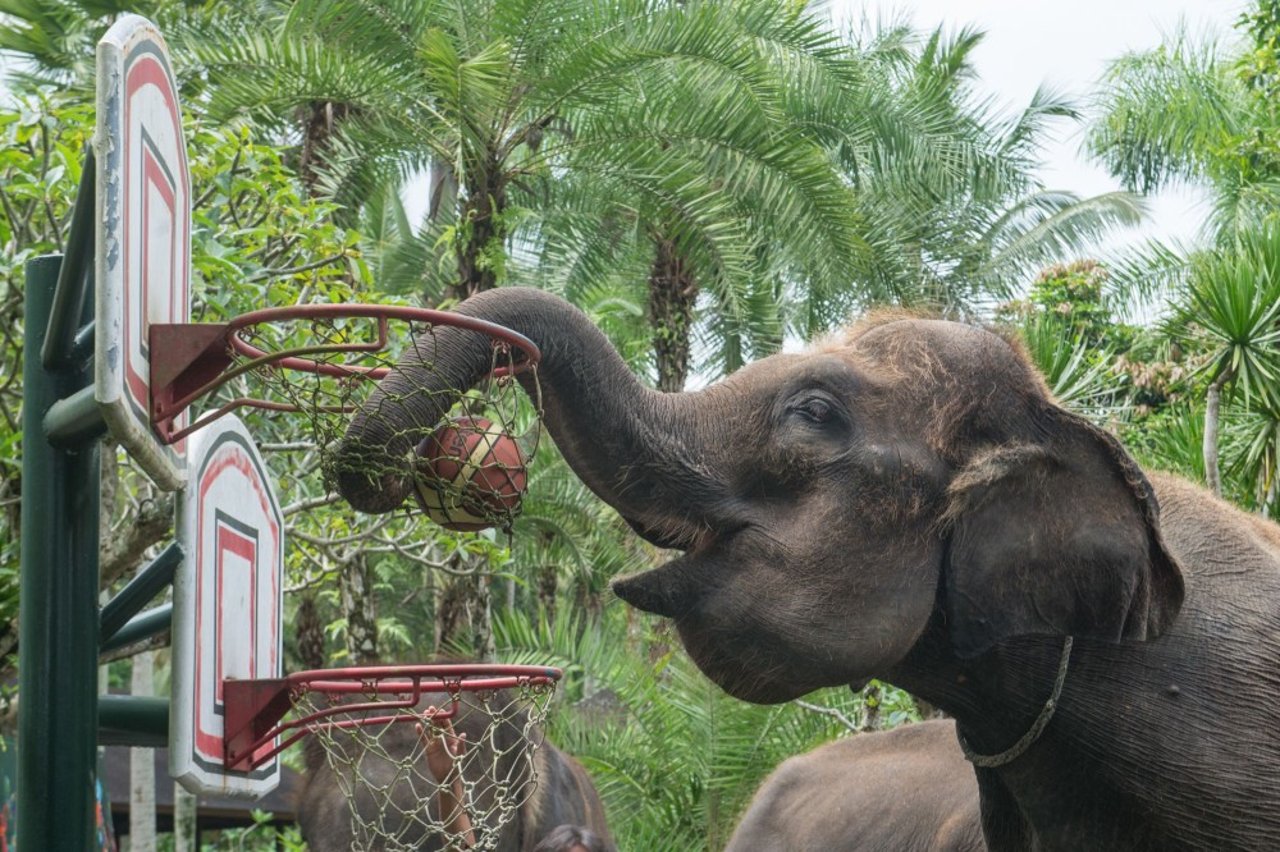 bali_elephant_lodge_taro_9