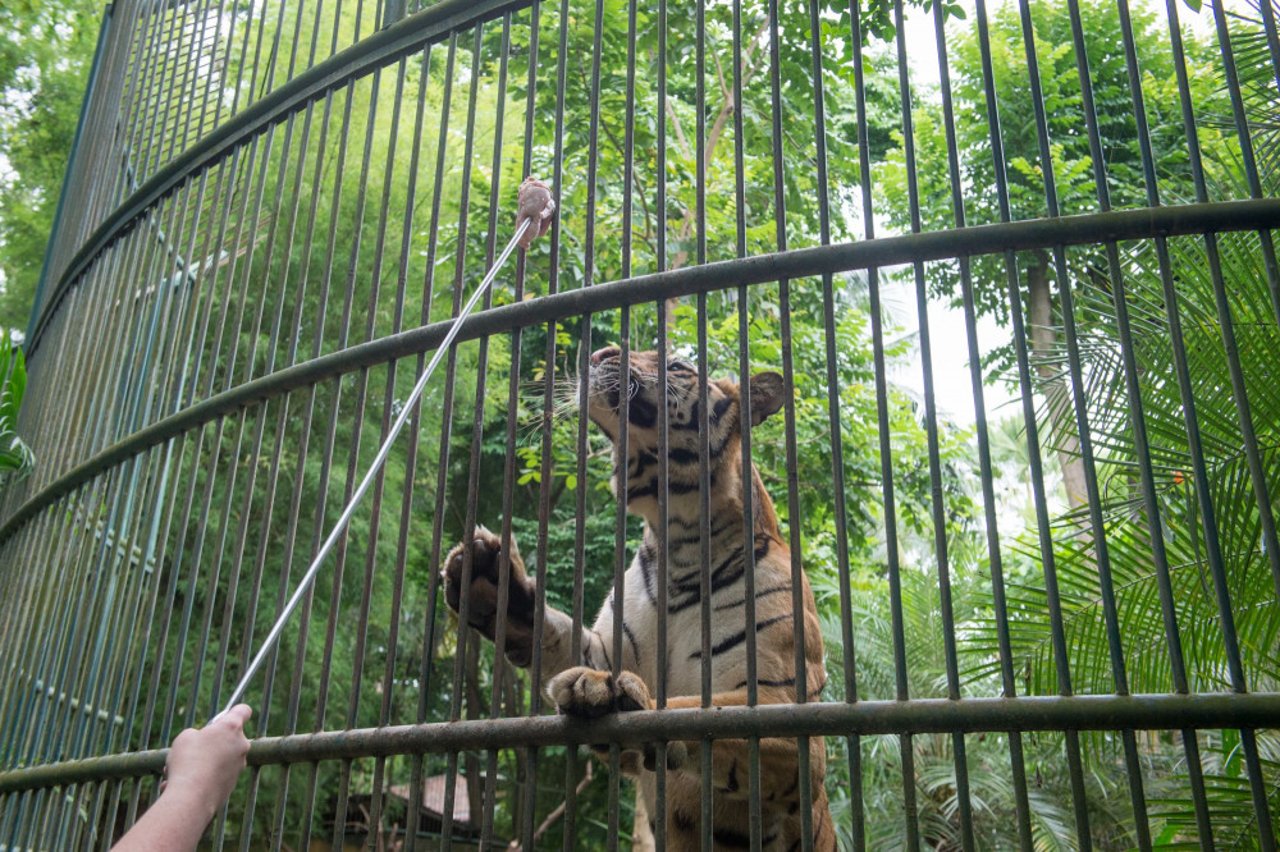 bali_zoo_singapadu_14