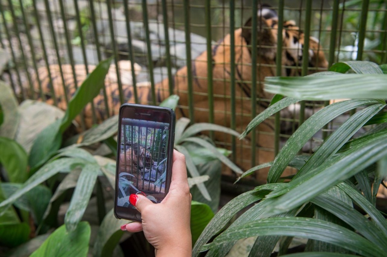 bali_zoo_singapadu_8_0