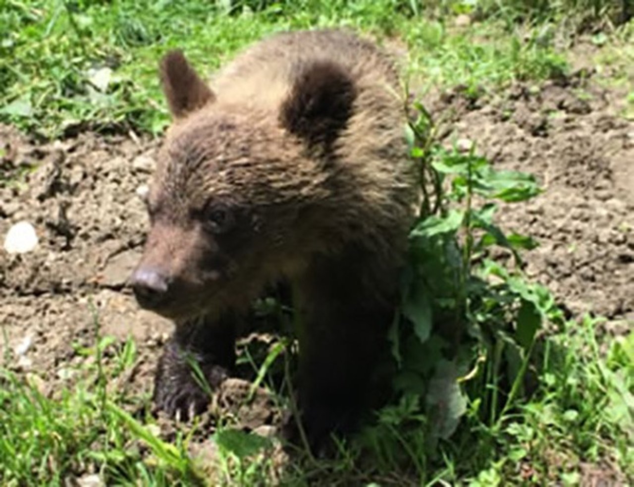 bear_cub_1