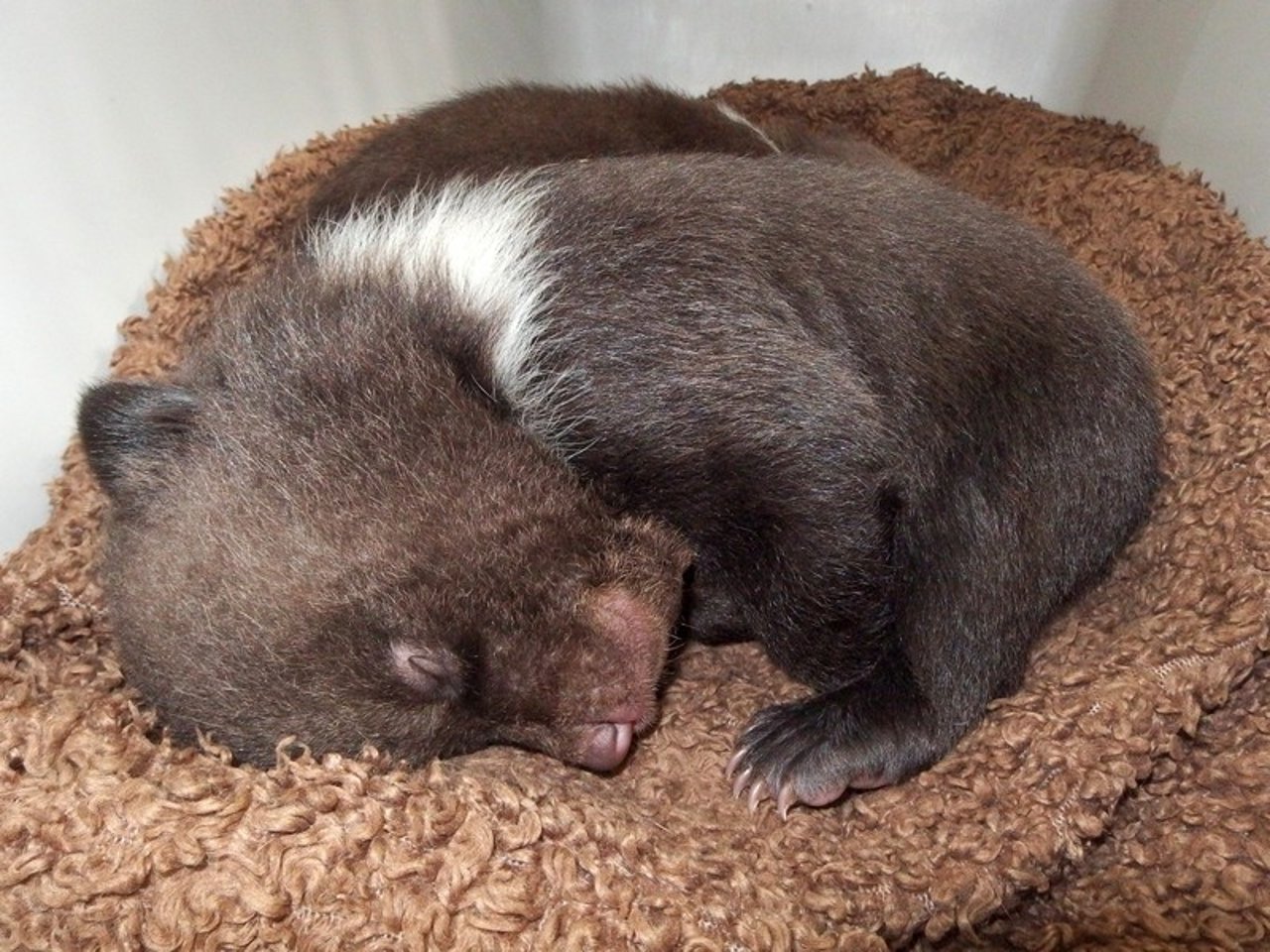 bear_cub_sleeping