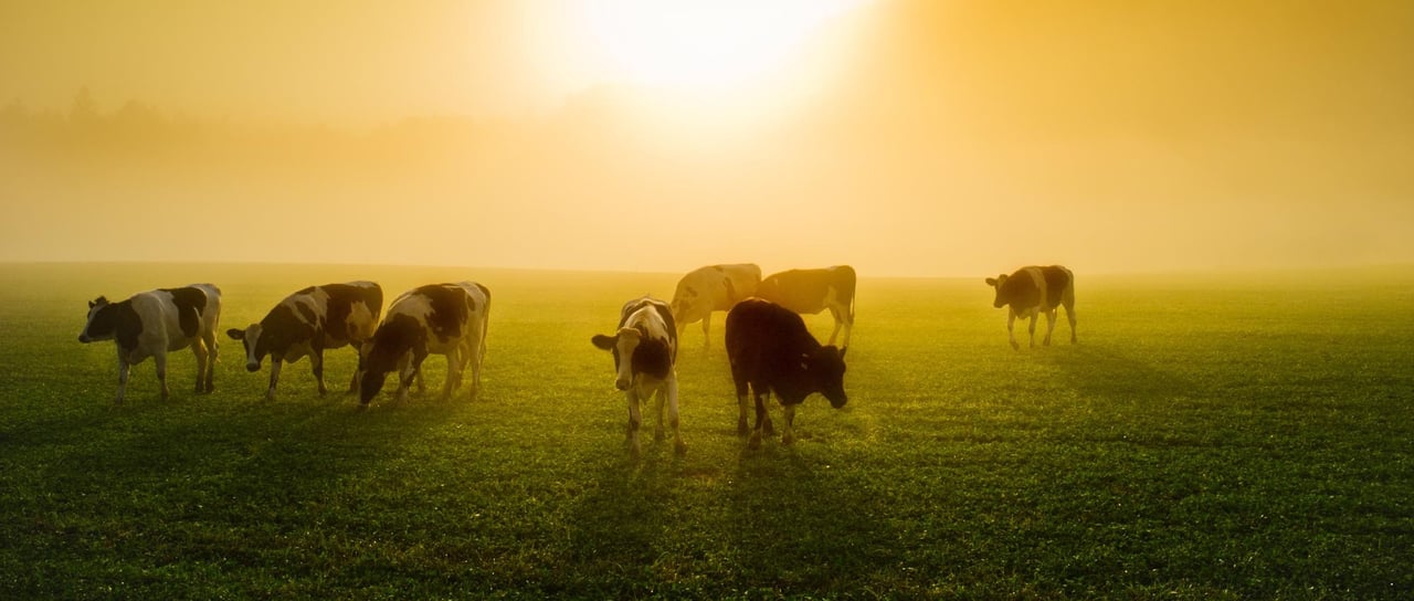 Live export cattle by We Animals Media 