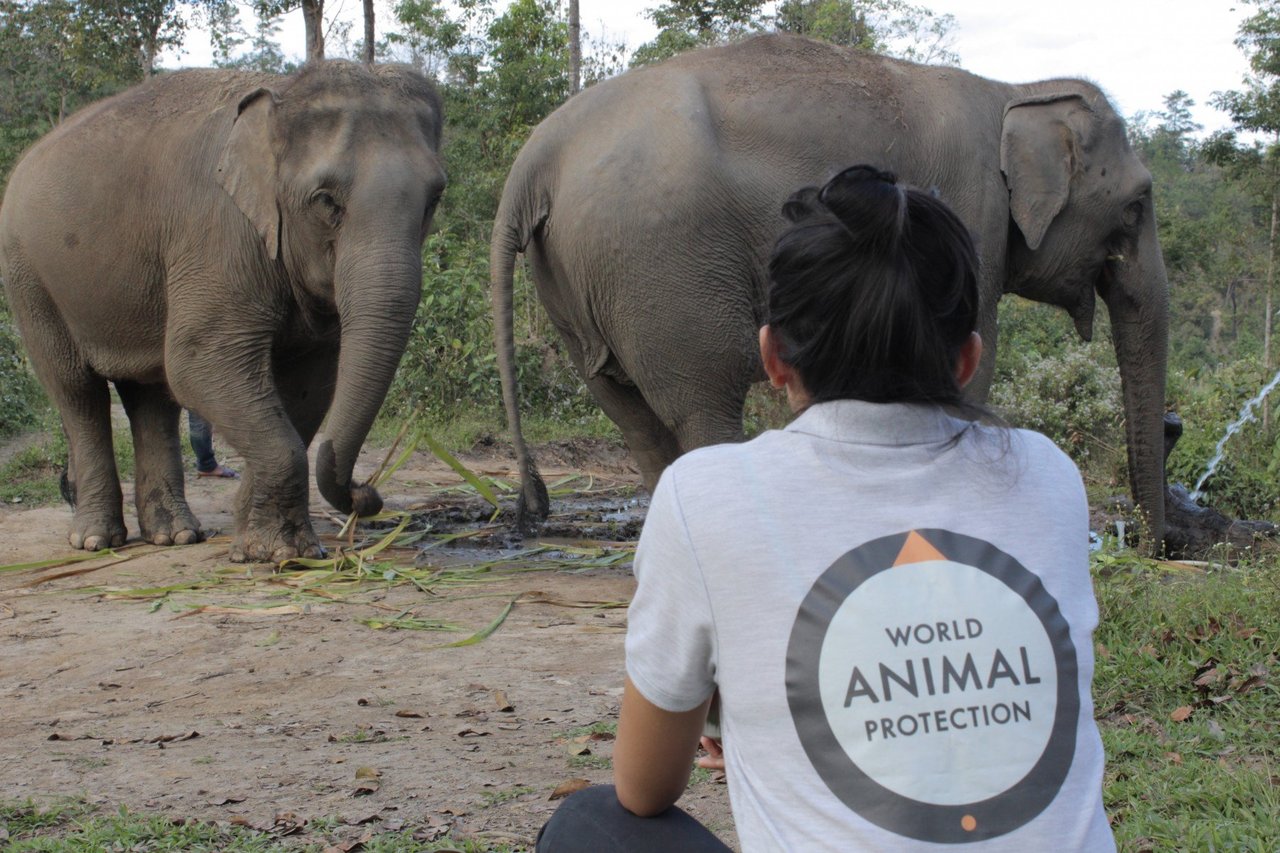 Dee Kenyon observing elephants at their feeding station at ChangChill - World Animal Protection