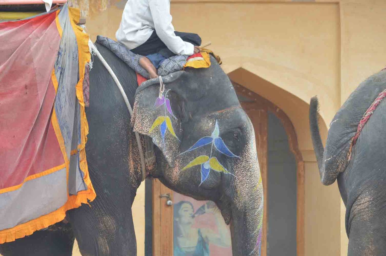 Elephant at Amer Fort in India