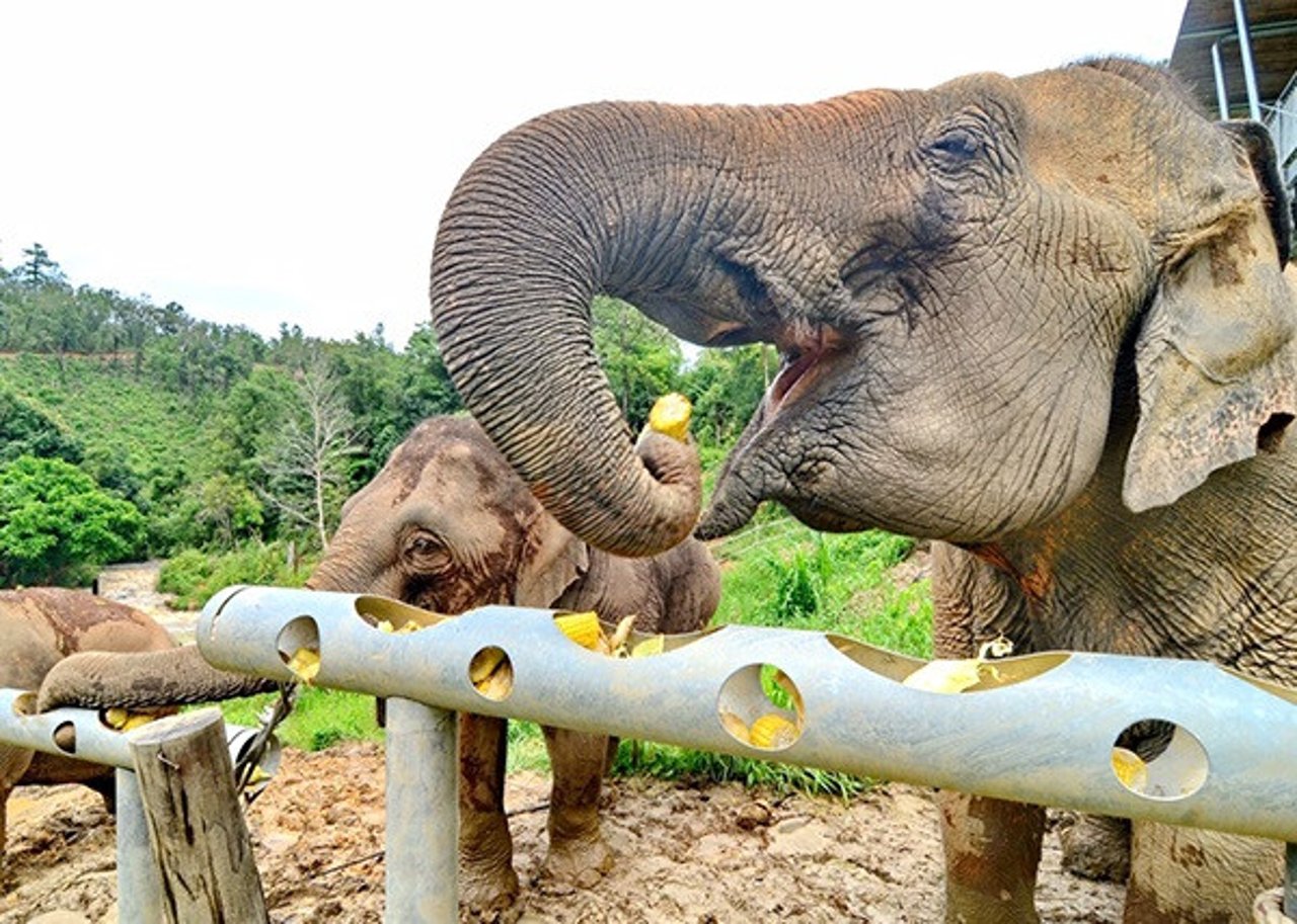 Elephant feeding