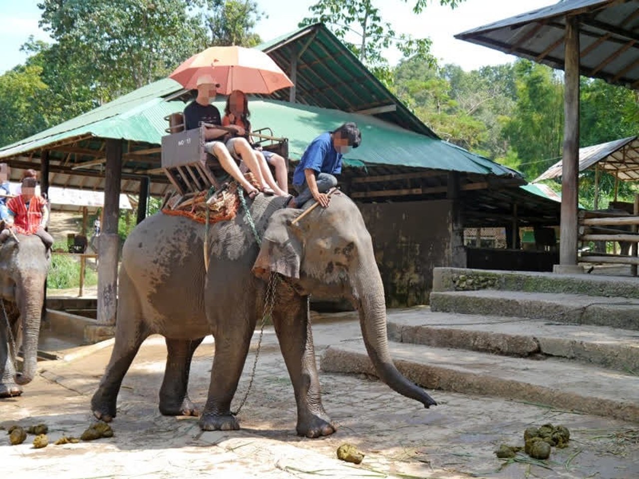 The cruelty behind elephant rides