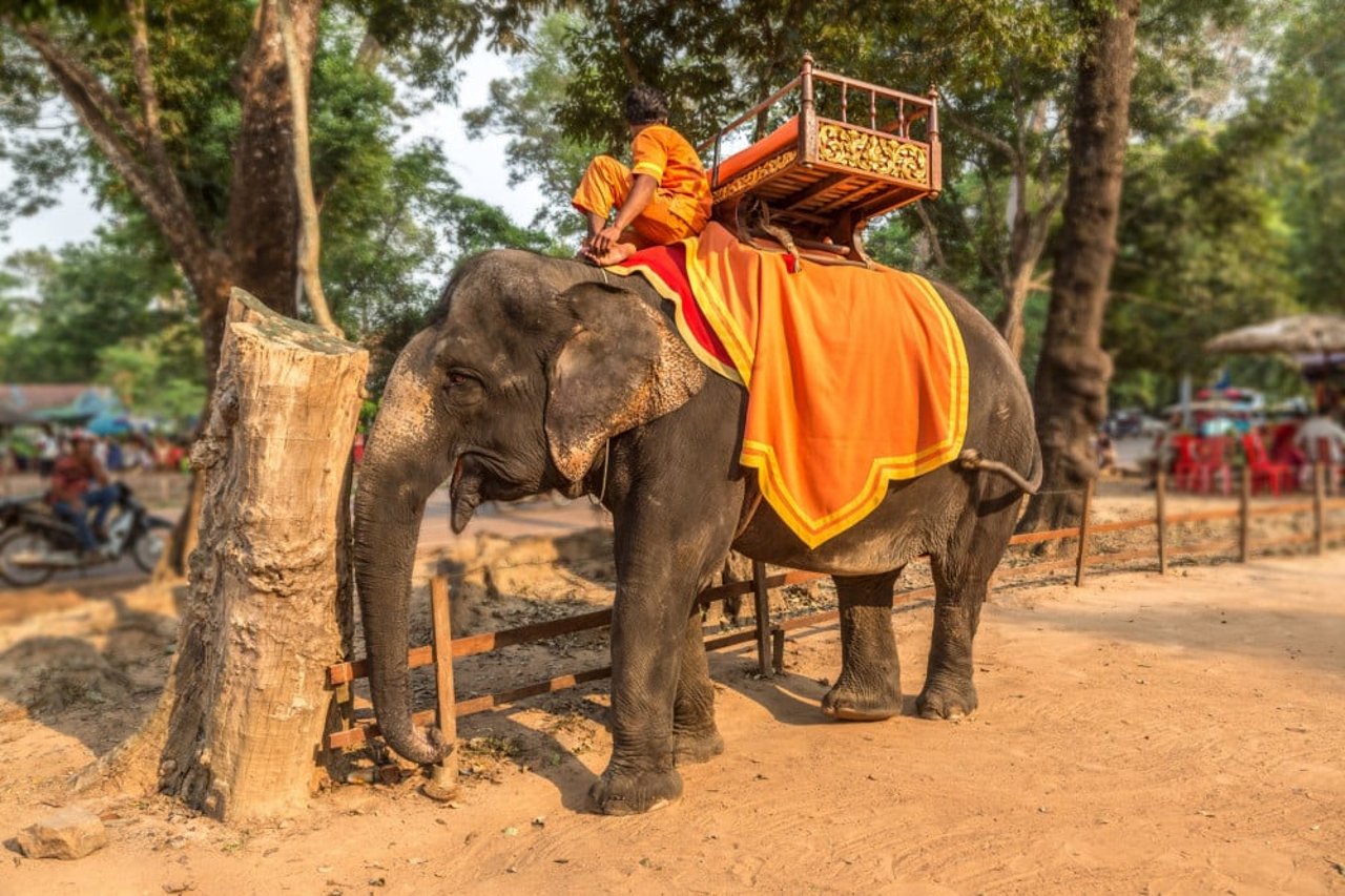 Elephants used for rides are tortured 