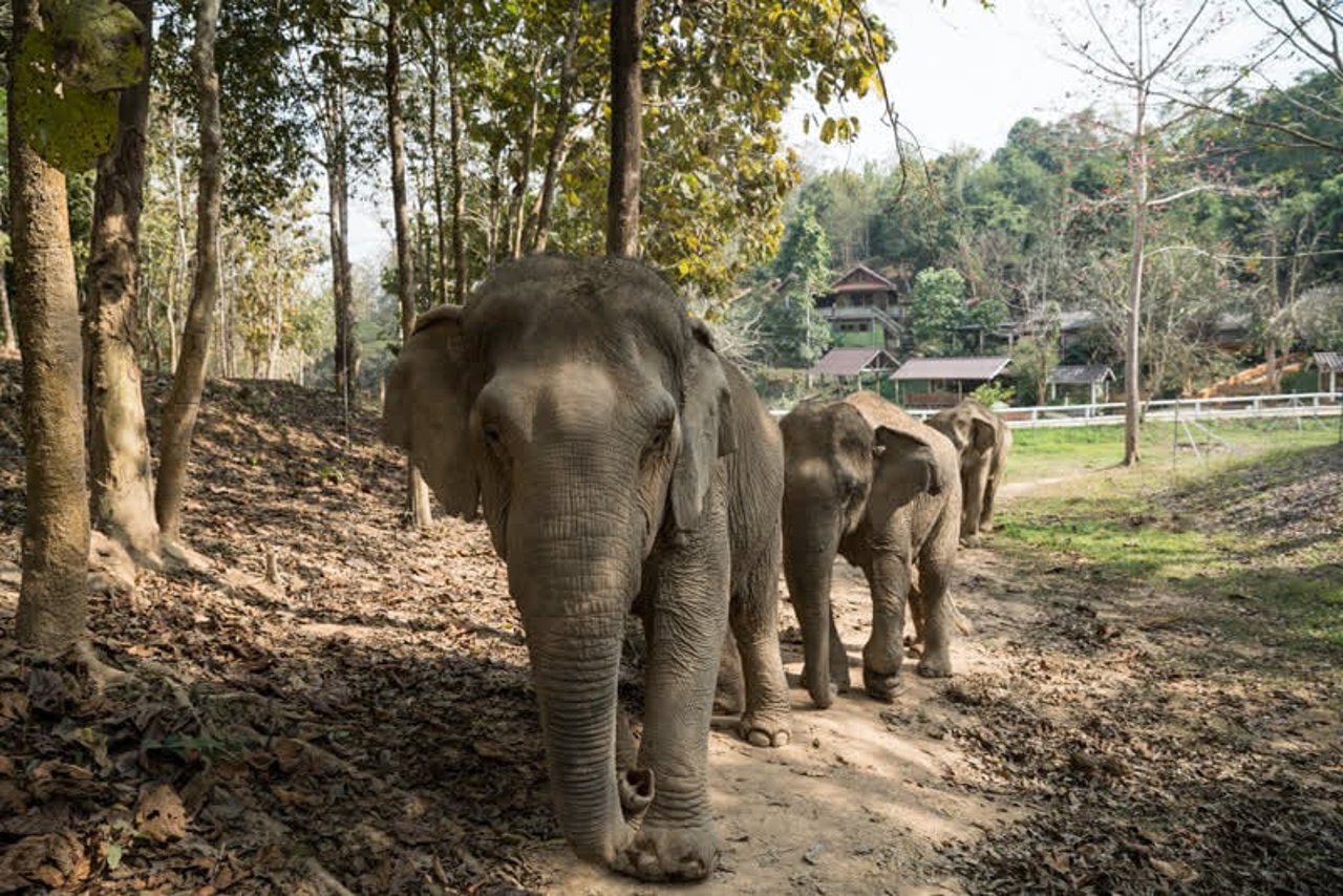 elephants_thailand_800x534_1020956_0