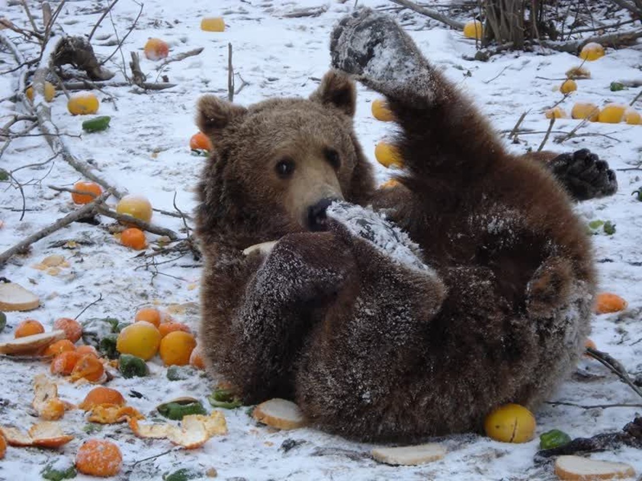  Gina, one of the residents of the Romania Bear Sanctuary, enjoys a snack while playing in the snow