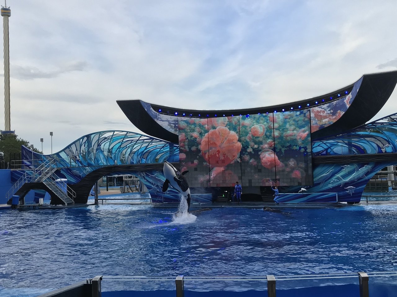 Orca breaching at SeaWorld