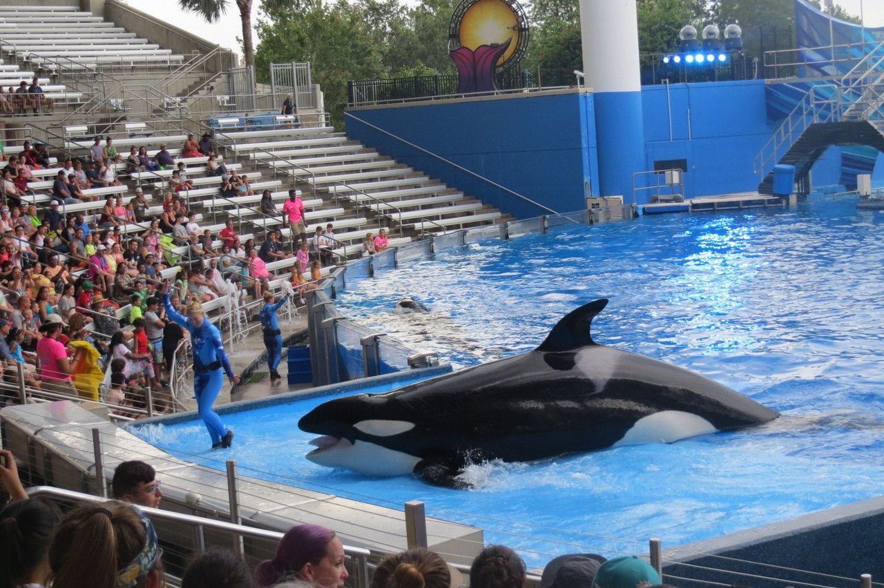 Orca breaching at SeaWorld