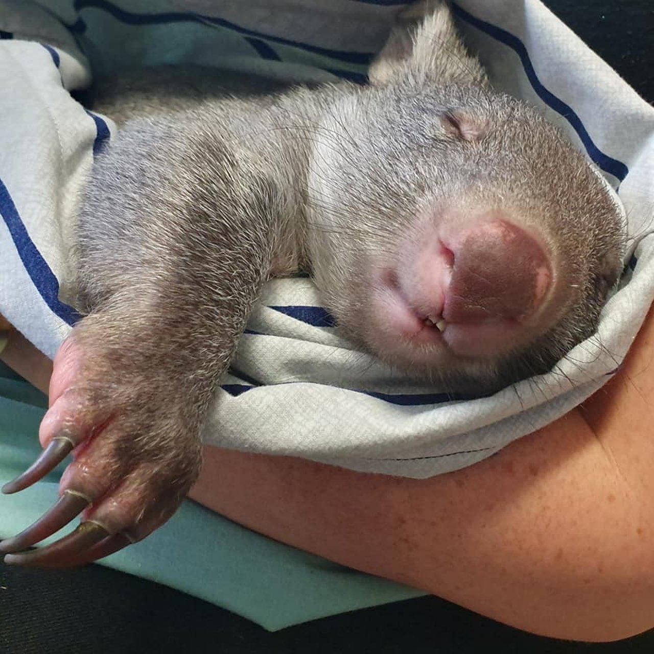Kal the wombat