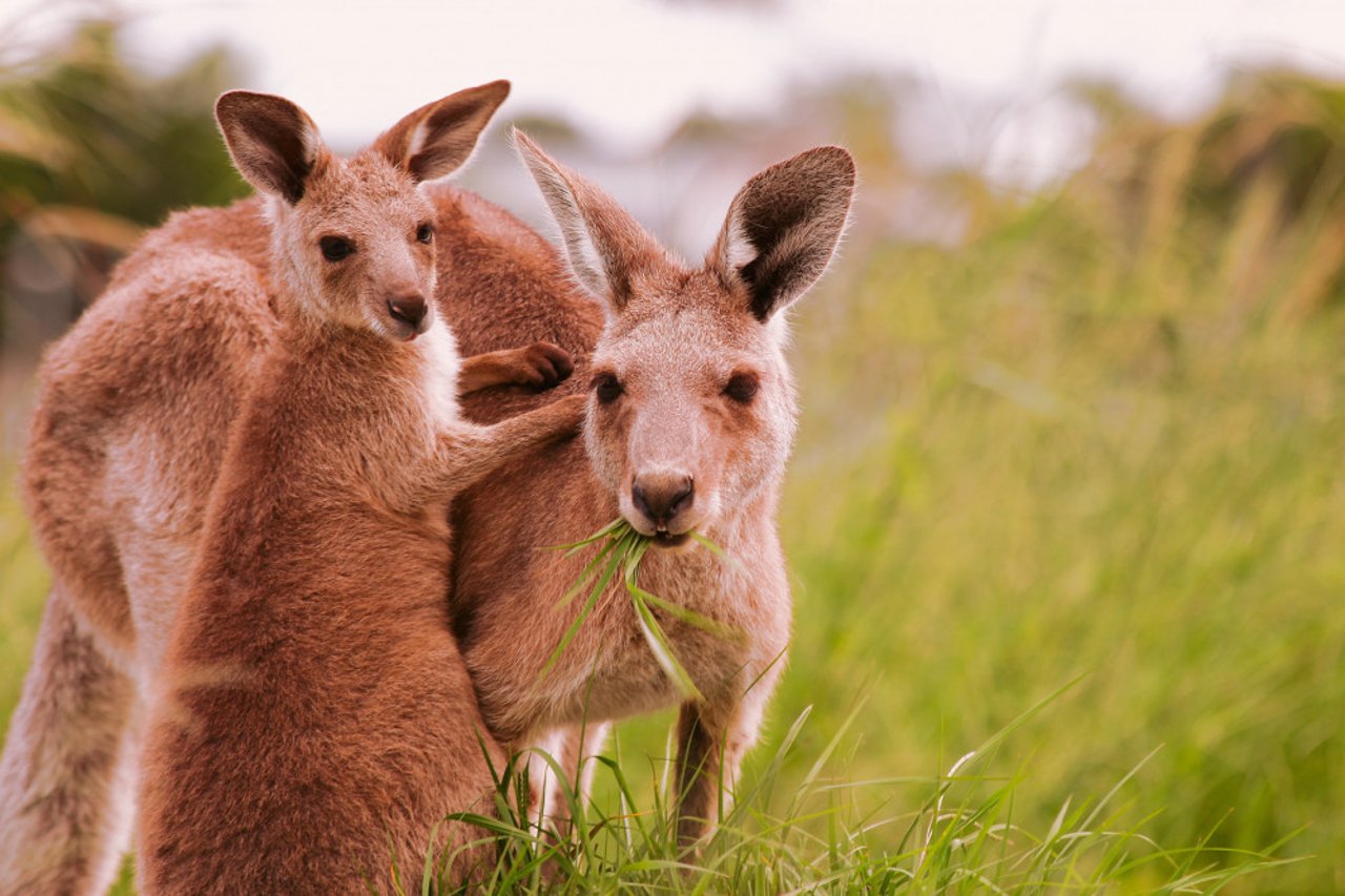 kangaroos_together