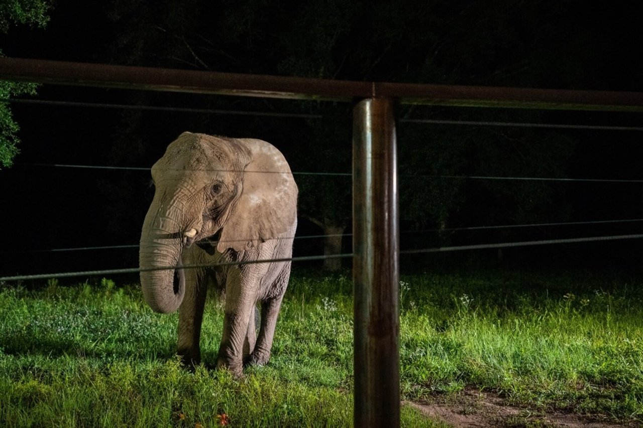 Mundi at the Elephant Refuge North America sanctuary in Georgia, US.