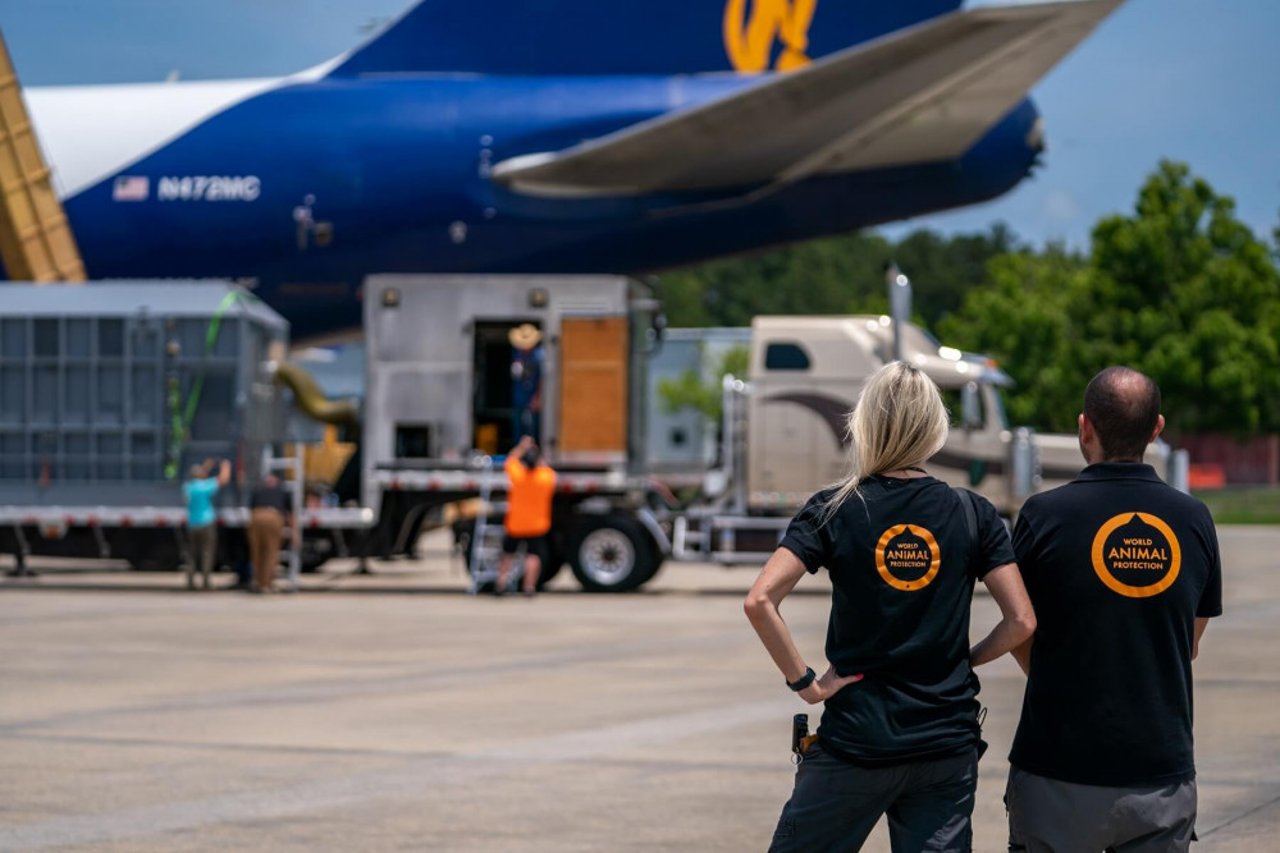 World Animal Protection staff look on as Mundi is carefully placed on the plane.