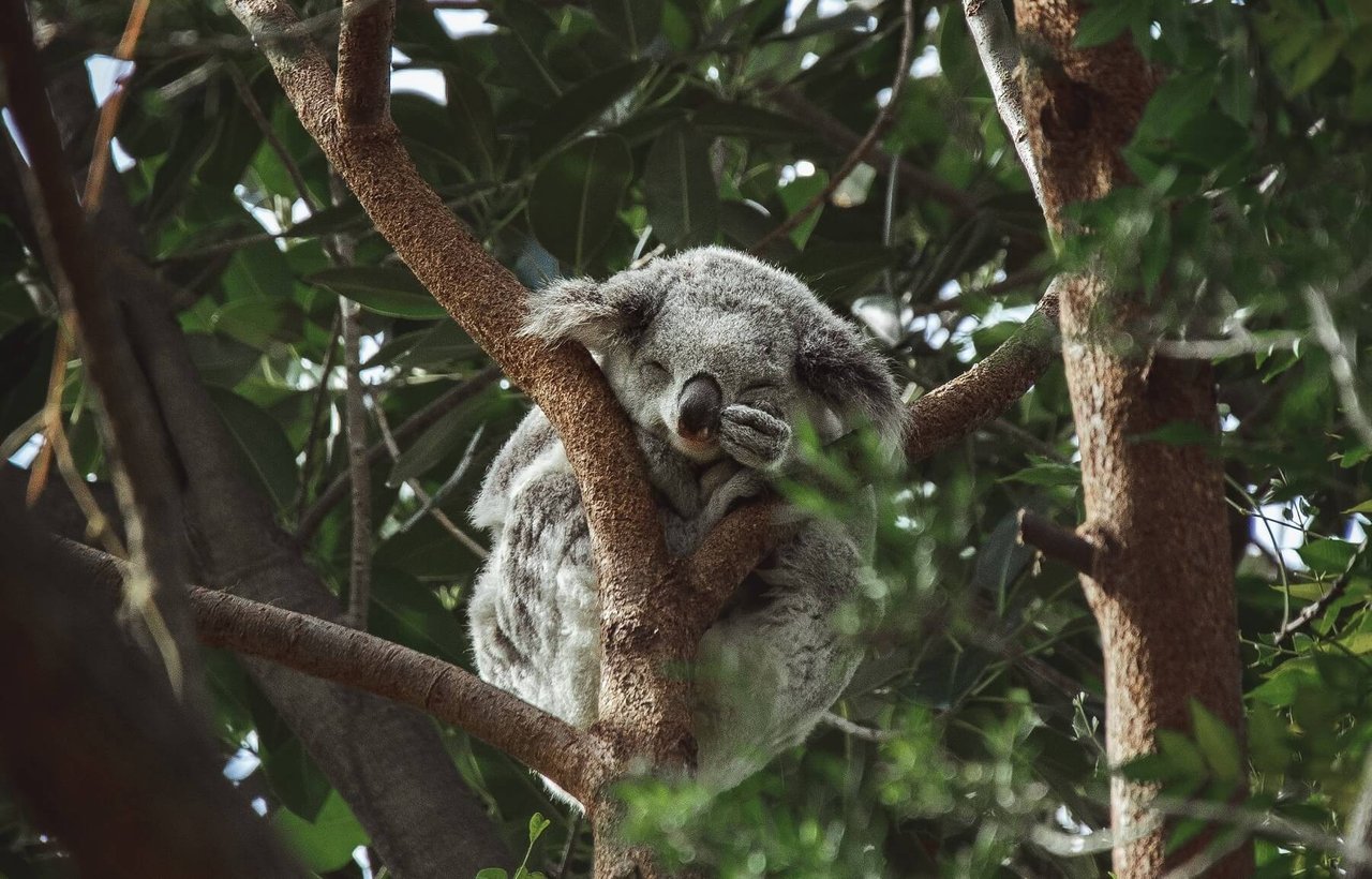 Koala in the wild in Gunai Kurnai Country, Australia