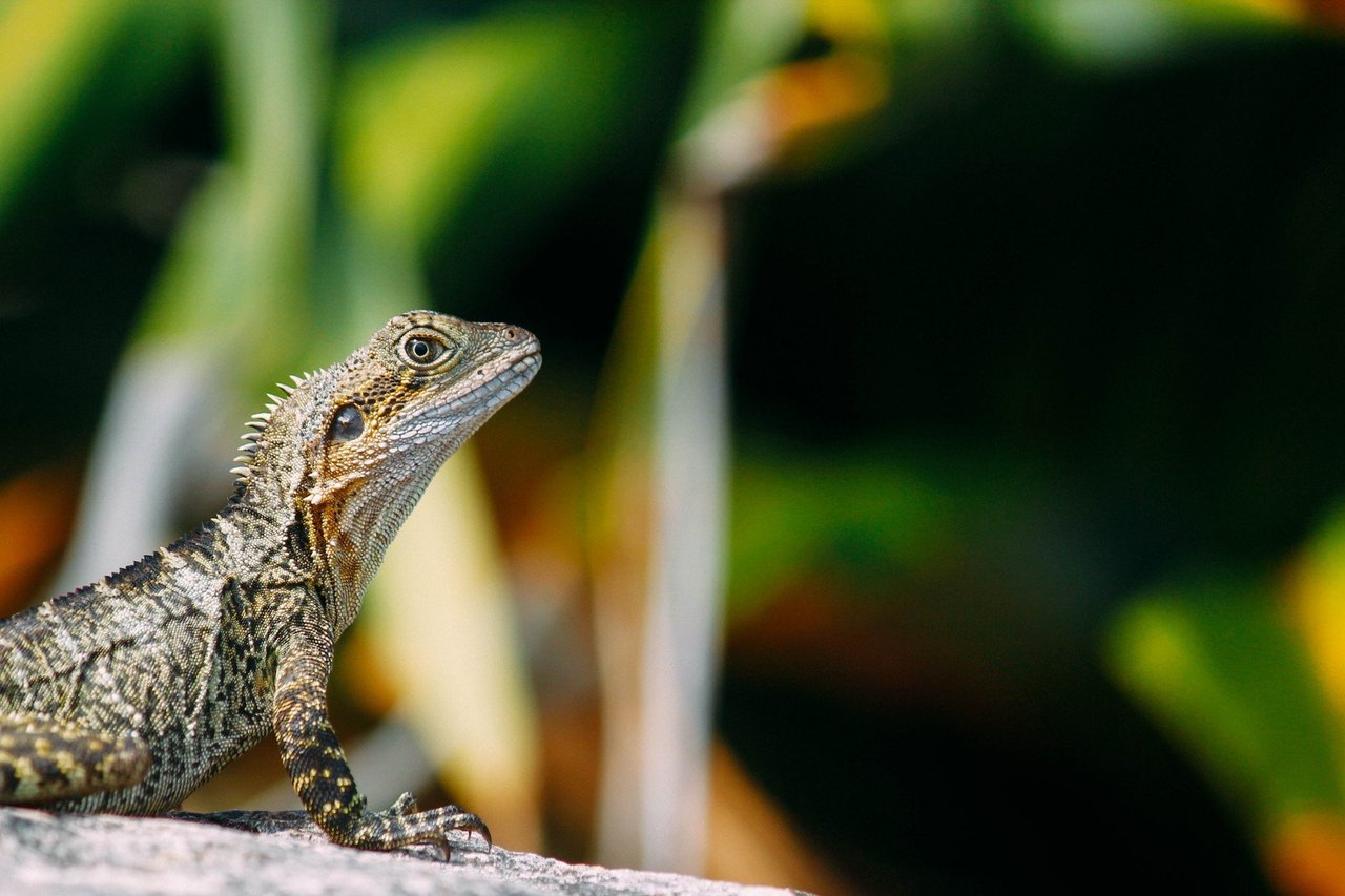 A bearded dragon on a rock